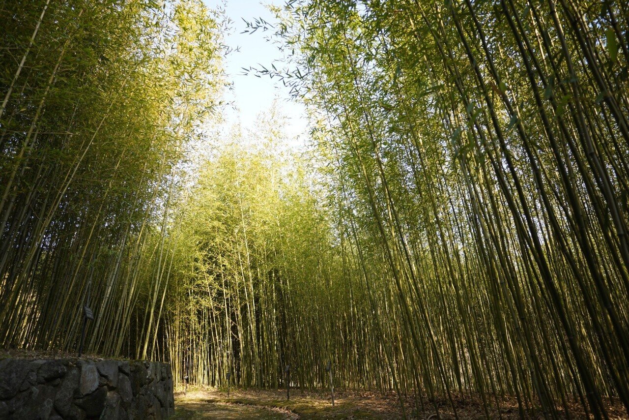 20210201_合馬竹林公園_1