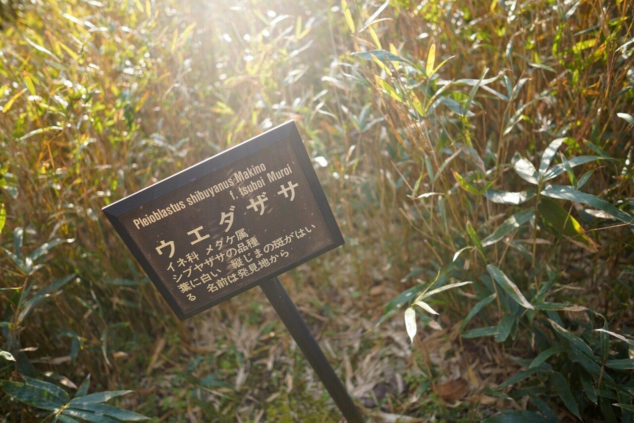 20210201_合馬竹林公園_7