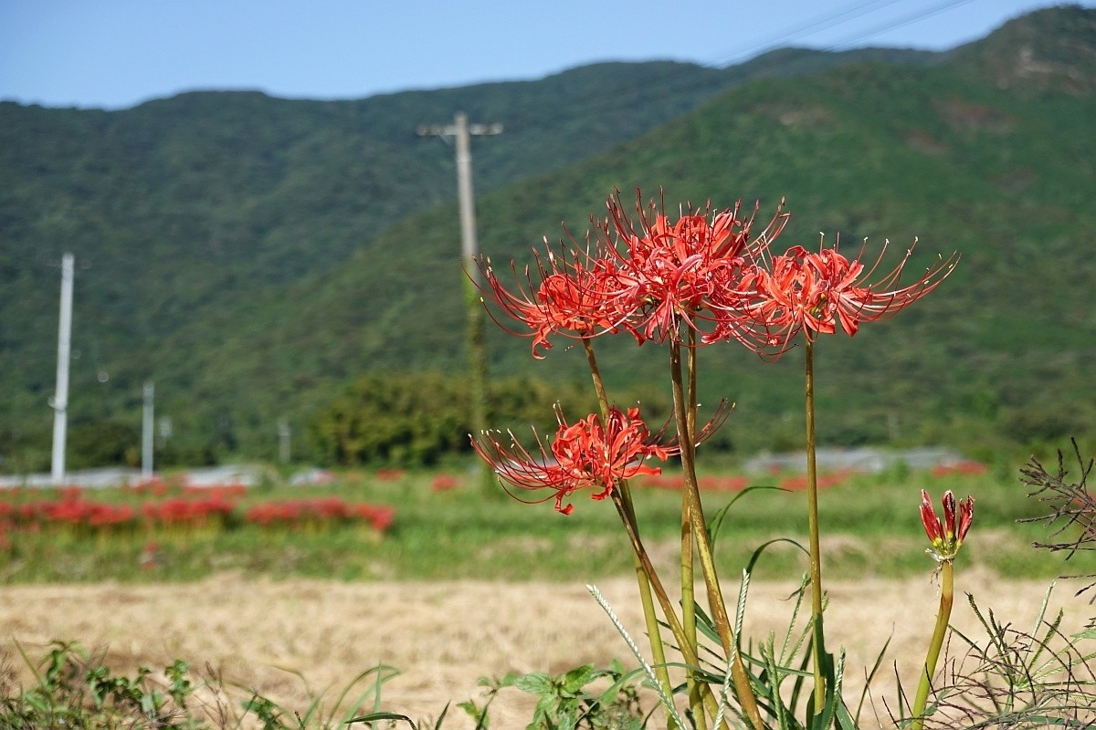 20200406_海の見える踏切_彼岸花
