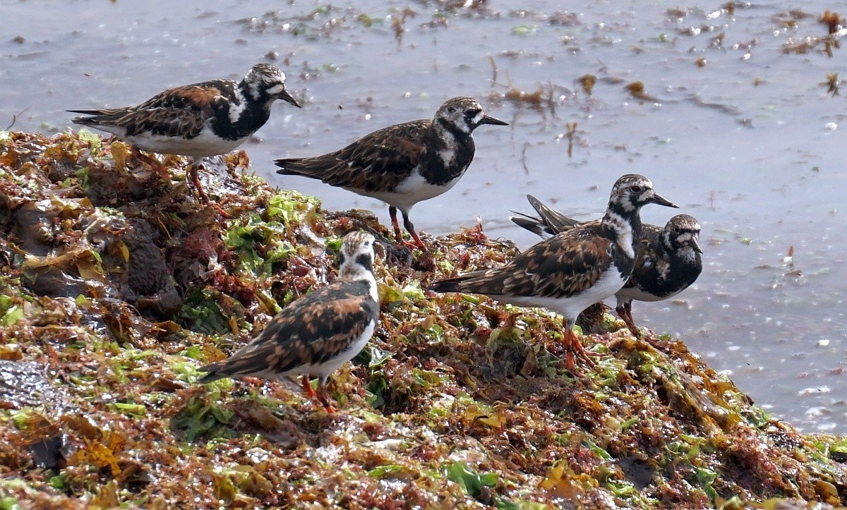 20200406_海の見える踏切_福江の海_鳥_1