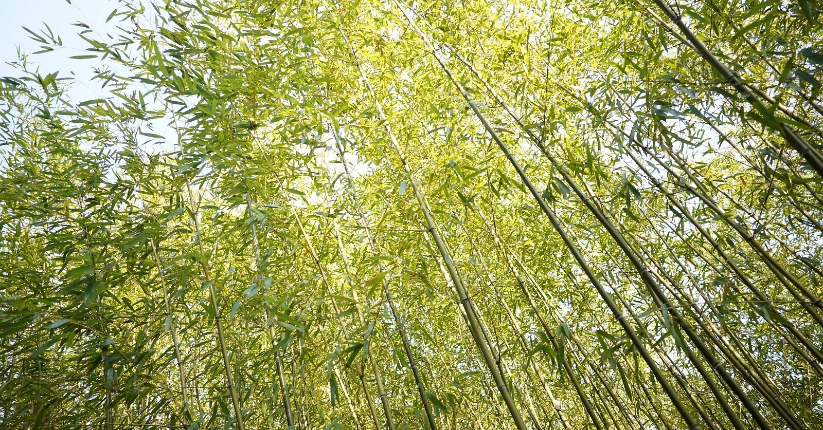 合馬竹林公園はバスでも行ける！　ウエッダー博士も熱弁「月と竹と大根」