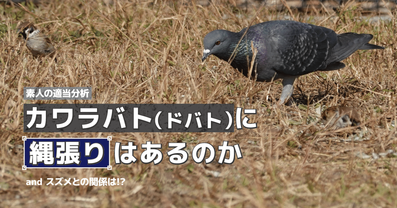 カワラバト（ドバト）に縄張りはあるのか　andスズメとの関係は!?